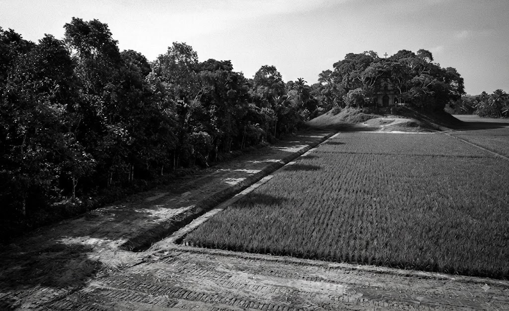 Black-and-white photo of a tree-lined path beside a paddy field, with a small church visible on a rise in the distance